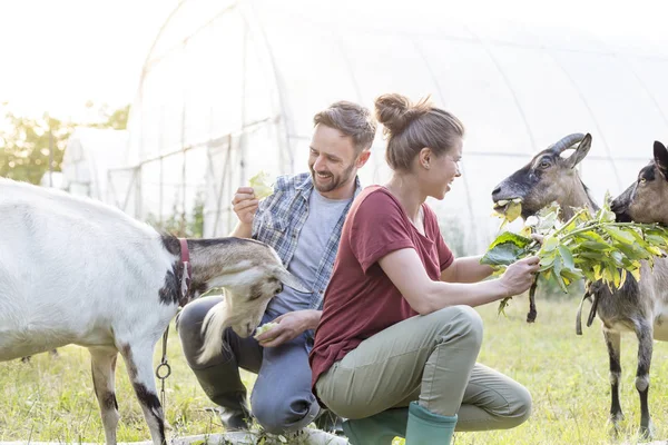 Man Vrouw Voederen Geiten Gras Boerderij — Stockfoto