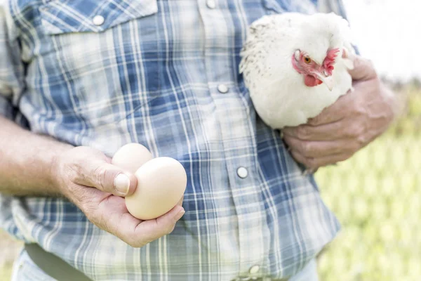Midsection Farmer Holding Chicken Fresh Eggs Farm — Stock Photo, Image