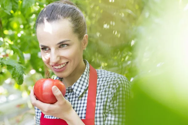 Smiling Farmer Holding Fresh Organic Tomato Greenhouse — Stock Photo, Image