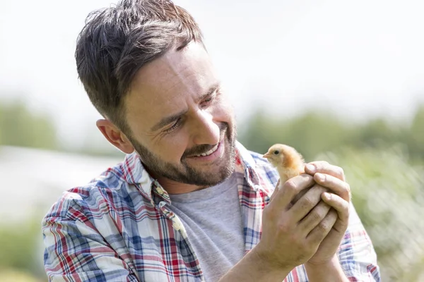 Smiling Adult Man Holding Small Chick Farm — Stock Photo, Image