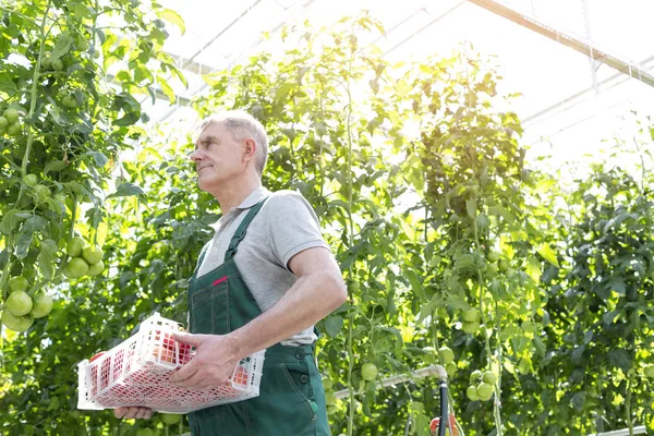 Senior Trädgårdsmästare Bära Lådan Medan Promenader Växter Växthus — Stockfoto