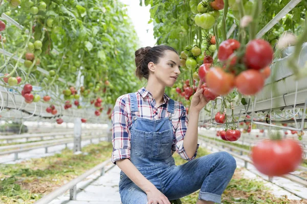 Mujer Joven Examinando Tomates Invernadero —  Fotos de Stock