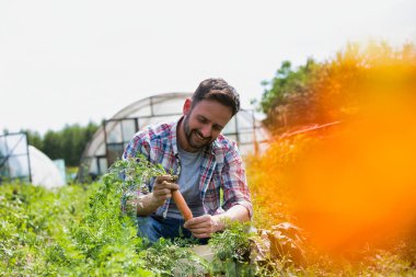 Çiftlikte havuç hasat gülümseyen adam portresi
