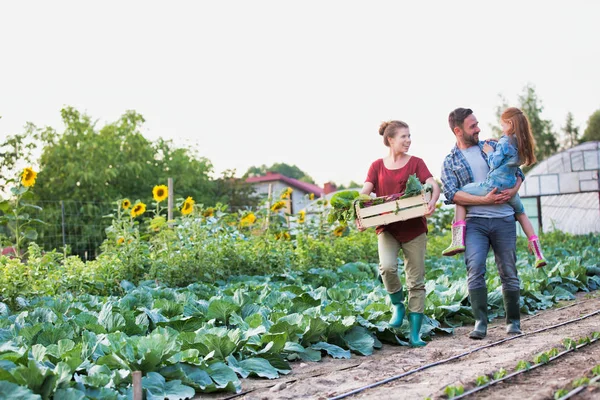 Família Sorridente Com Legumes Caixa Andando Por Repolhos Fazenda — Fotografia de Stock