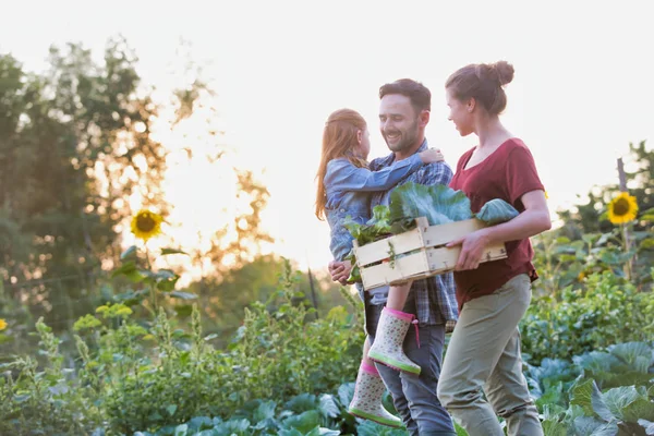 Familia Sonriente Con Verduras Cajón Caminando Por Las Coles Granja —  Fotos de Stock