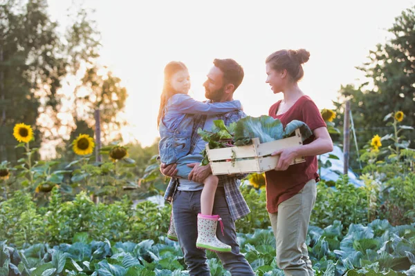 Familia Sonriente Con Verduras Cajón Caminando Por Las Coles Granja —  Fotos de Stock