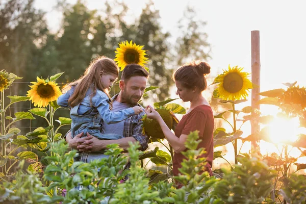 Eltern Zeigen Tochter Sonnenblume Auf Bauernhof — Stockfoto