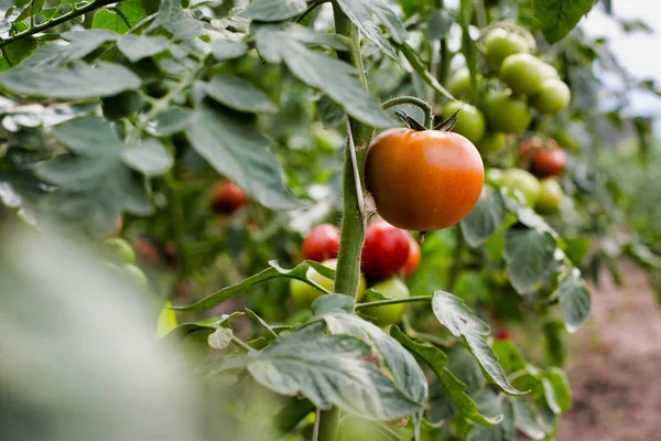 Fileiras Tomates Fazenda Estufa — Fotografia de Stock