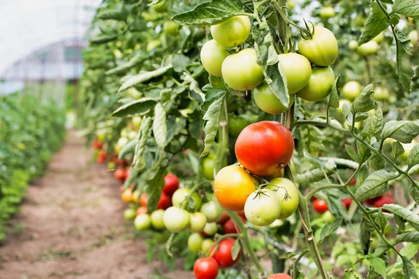 温室内の農場のトマトの列は — ストック写真