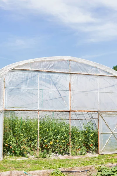 Invernadero Con Cultivo Tomates Interior Granja — Foto de Stock