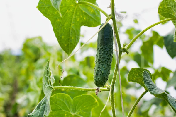 Primer Plano Del Pepino Invernadero —  Fotos de Stock