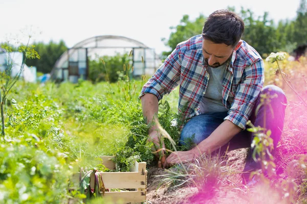 Retrato Del Hombre Sonriente Cosechando Zanahorias Granja —  Fotos de Stock