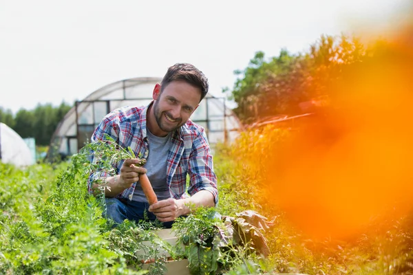 Portrait Smiling Man Harvesting Carrots Farm — Stock Photo, Image