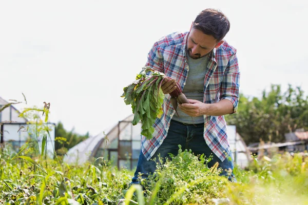 Portrait Smiling Man Harvesting Beetroots Farm — ストック写真