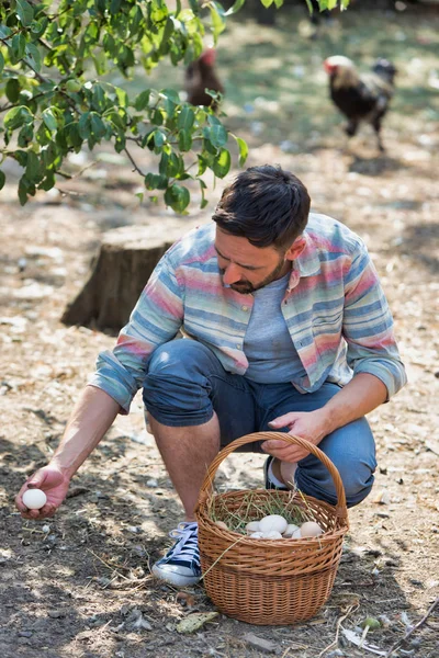 Homem Adulto Coletando Ovos Cesta Campo Fazenda — Fotografia de Stock