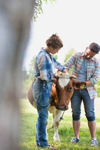 Smiling couple standing with cow at farm