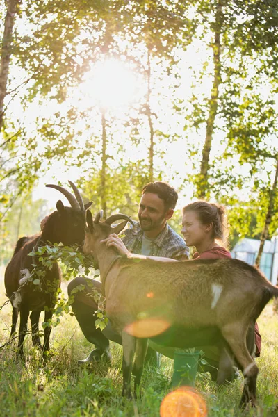 Hombre Mujer Alimentando Cabras Hierba Granja — Foto de Stock