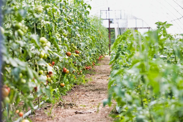 Filas Tomates Granja —  Fotos de Stock