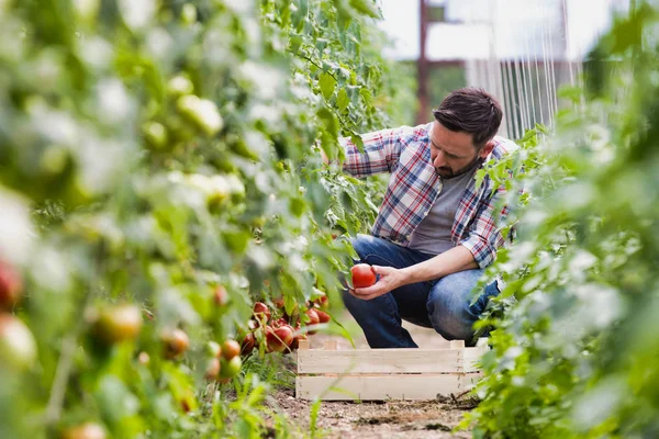 Volwassen Man Oogsten Tomaten Boerderij — Stockfoto