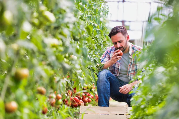 Mann Erntet Tomaten Auf Bauernhof — Stockfoto