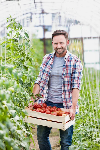 Retrato Agricultor Adulto Feliz Carregando Tomates Caixa Fazenda — Fotografia de Stock