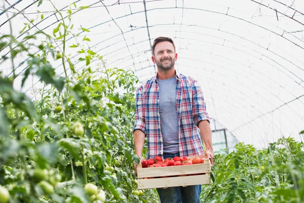 Portret Van Een Gelukkige Volwassen Boer Met Tomaten Krat Boerderij — Stockfoto