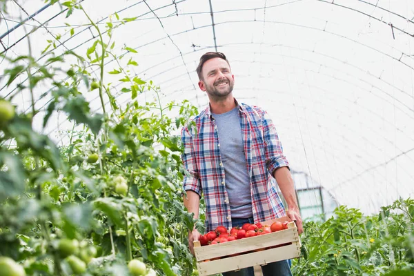 Portret Van Een Gelukkige Volwassen Boer Met Tomaten Krat Boerderij — Stockfoto