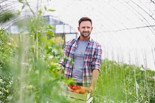 农场中提着西红柿的快乐成年农民的画像 — 图库照片