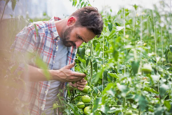 Agricultor Adulto Examinando Tomates Invernadero —  Fotos de Stock