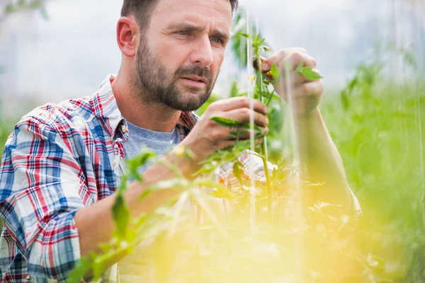 Agricoltore Adulto Che Esamina Pomodori Serra — Foto Stock