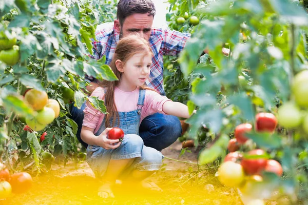 Otec Dcera Sklízejí Rajčata Farmě — Stock fotografie