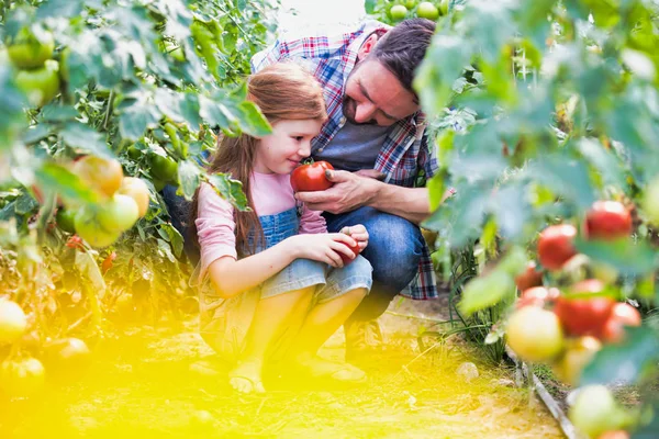 Ojciec Dając Córce Świeży Pomidor Zapachu Gospodarstwie — Zdjęcie stockowe