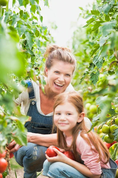 微笑的妇女收获新鲜的西红柿与女儿在农场 — 图库照片