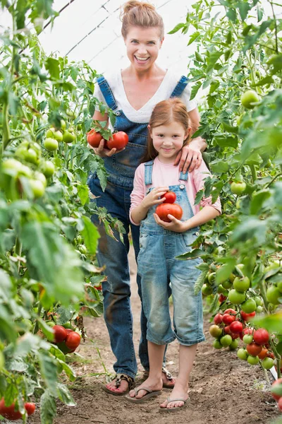 Mulher Sorridente Colhendo Tomates Frescos Com Filha Fazenda — Fotografia de Stock