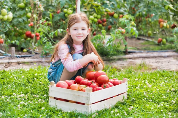 Portret Van Glimlachend Meisje Met Verse Biologische Tomaten Krat Boerderij — Stockfoto