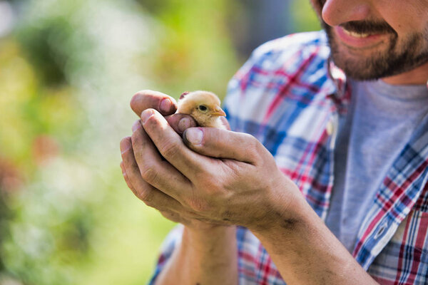 Midsection of adult man holding small chick at farm