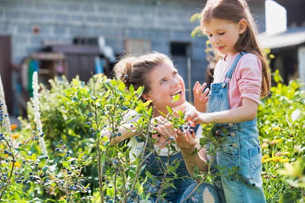 Mother Daughter Harvesting Fresh Berries Farm — ストック写真