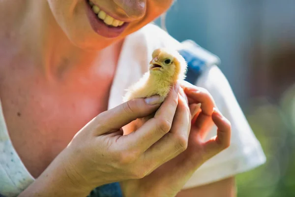 成人妇女在农场抱小小鸡的中段 — 图库照片