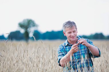 Olgun çiftçi Buğday çiftliğinde incelenmesi