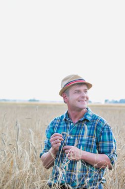 Olgun çiftçi Buğday çiftliğinde incelenmesi