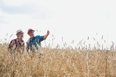 Çiftçiler buğday taneleri çiftliğinde dururken incelenmesi
