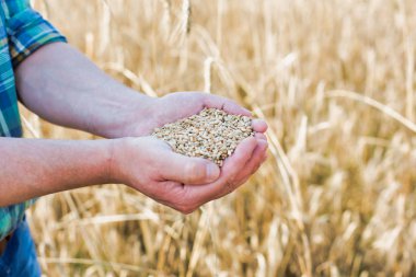Buğday tohumu Çiftliği'nde götürdü elinde tutan çiftçi