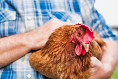 Çiftçinin çiftlikte tavuğu tutarken çekilmiş görüntüsü.