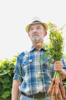 Çiftçi çiftlikte taze organik havuç tutuyor.