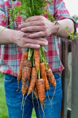 Çiftlikte taze organik havuç tutan çiftçi görüntüsü.