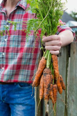 Çiftlikte taze organik havuç tutan çiftçi görüntüsü.
