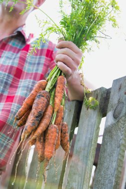 Çiftlikte taze organik havuç tutan çiftçi görüntüsü.