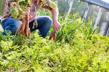 Çiftlikte taze havuç toplayan çiftçinin portresi.
