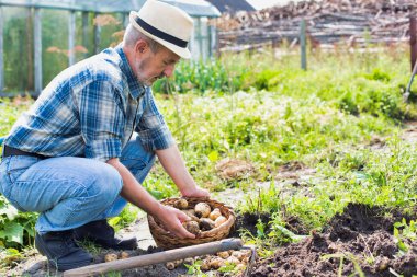 Çiftçi çiftlikte patates topluyor.
