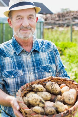 Çiftçi çiftlikte taze patates tutuyor.